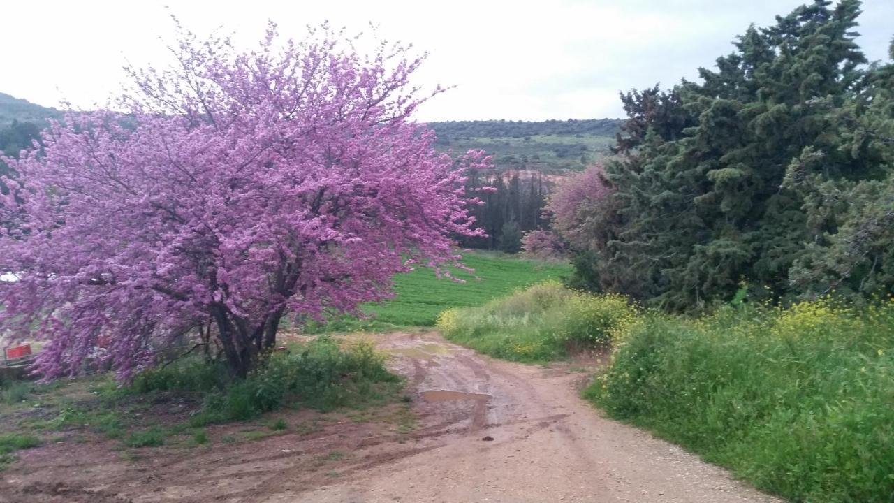 Naftali Albilia Кирият Шмона Екстериор снимка